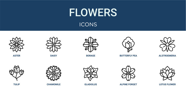 Set of 10 outline web Flowers icons such as lotus flower, alpine forget me not, gladiolus, chamomile, tulip, alstroemeria, butterfly pea vector icons for report, presentation, diagram, web design,