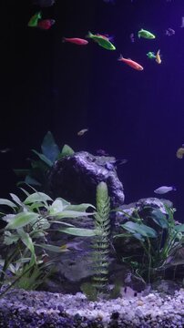Bright neon glofish swim together in freshwater tank. Colorful fluorescent danio and tetra glide near green aquatic plants and dark rocks under violet light in cozy hobby setting.
