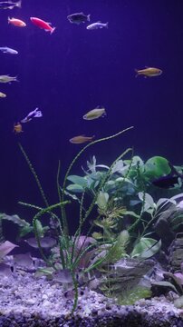 Bright neon glofish swim together in freshwater tank. Colorful fluorescent danio and tetra glide near green aquatic plants and dark rocks under violet light in cozy hobby setting.
