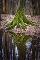 tree in the forest © Mahmut