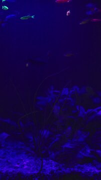 Bright fluorescent glofish swim in planted freshwater tank under deep blue night illumination. Domestic aquarium features dark plants and stones in cozy moody hobby setting.