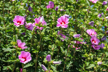 Fototapeta premium Lush green shrub of blooming pinkish purple rose of sharon hibiscus flowers with many buds in a sunny garden