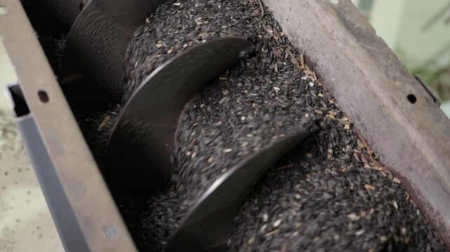 A production line for making vegetable oil from sunflower seeds, a moving conveyor through which grains are moved in the husk and cleaned of extraneous debris. Close-up, shooting in a real workshop.