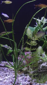 Curly leaves of Crinum calamistratum and green hornwort grow in planted freshwater tank. Tiny tropical fish swim in background near gravel substrate of domestic aquarium.