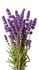 Fototapeta premium Isolated vibrant purple lavender flowers bouquet, natural plant for aromatherapy and scent