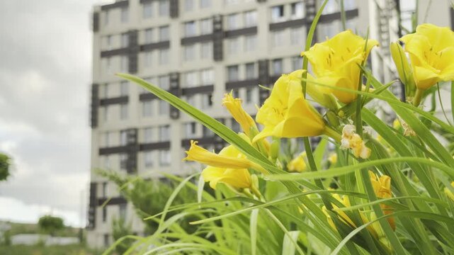 Bright yellow lilies blossom in a foreground garden, contrasting with the blurred modern apartment building behind them. This vibrant scene feels joyful, hopeful, and serene amidst the urban setting.