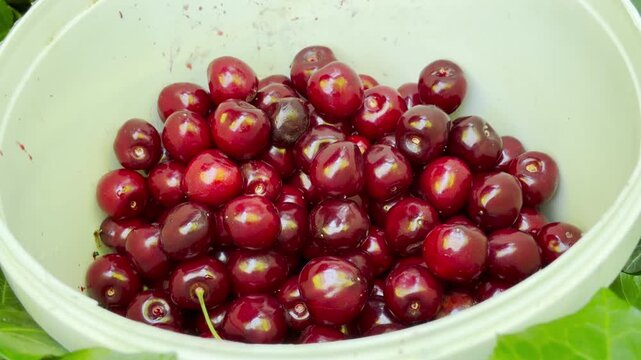 A full bucket of glossy red cherries sits in a vibrant garden. This wonderful harvest brings a feeling of joyful satisfaction and pride.