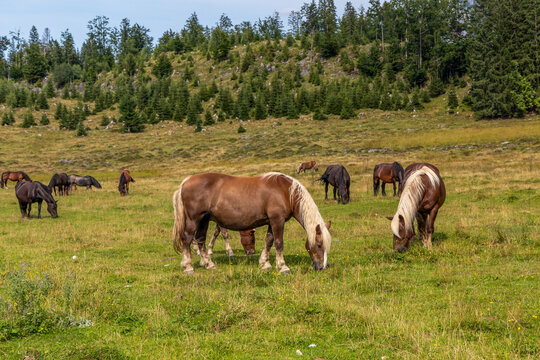 Horses grazing on green meadow at Postalm plateau in Alps, Austria
