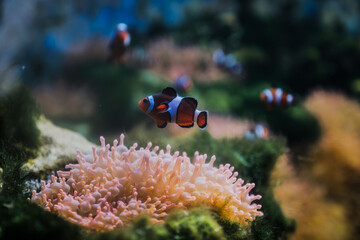 Clownfish swimming over sea anemone in coral reef aquarium © Agnes