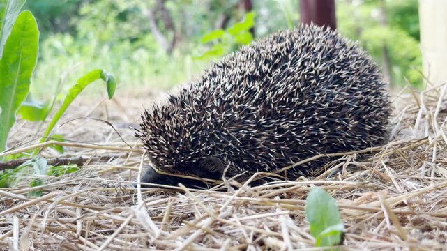A timid hedgehog curls up to hide itself on the dry straw ground. The bright green background brings a calm, peaceful, and safe feeling to this cute little creature.