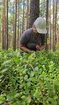Senior woman picking wild blueberries in forest on summer day. Elderly woman wearing glasses and cap harvesting fresh berries by hand in woodland. Concept of foraging, seasonal harvest, healthy food