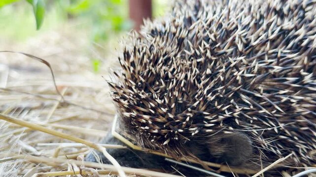 A shy hedgehog tucks down to hide in the dry straw. Its sharp spines provide a safe, calm, and quiet feeling in the peaceful field.