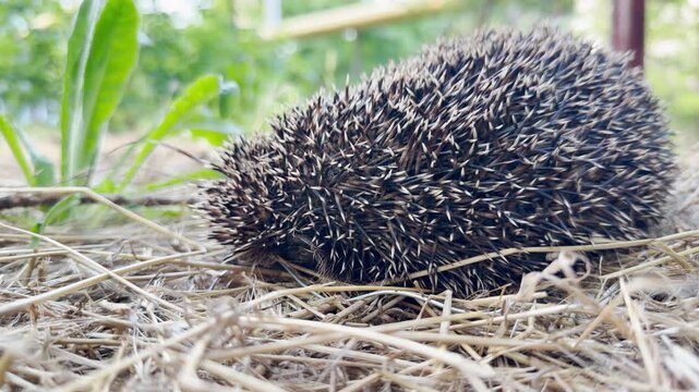 A shy hedgehog completely curls up into a ball to hide on the dry straw. Its sharp spines bring a safe, quiet, and peaceful feeling to the bright sunny meadow.
