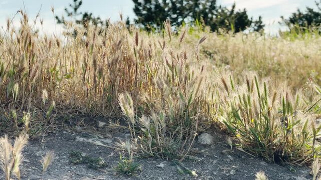 Wild golden spikelets grow along a dirt path on a sunny hill. The warm breeze brings a peaceful, nostalgic, and calm feeling to the bright meadow.