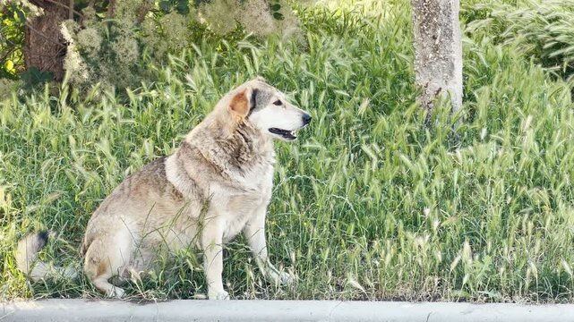 A gentle stray dog sits alertly amidst tall green wild grass. Its hopeful expression brings a peaceful, calm, and heartwarming feeling to the bright urban park.
