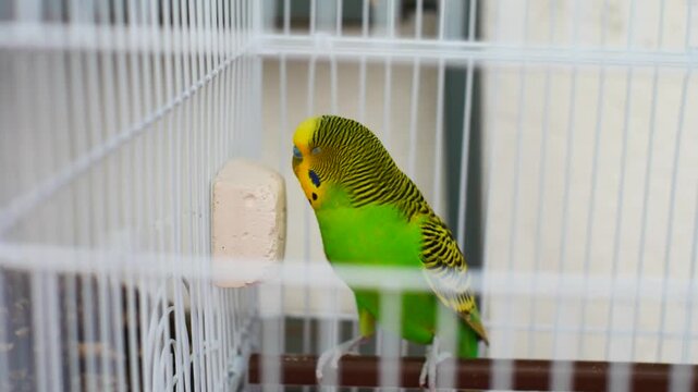 Domestic green and yellow budgie perched inside a cage and making chirping sounds. Authentic budgerigar video with original audio track
