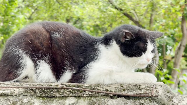 a calm black and white cat is napping on a stone surface. The gentle feline looks peaceful and relaxed against a bright, sunny background of green trees.
