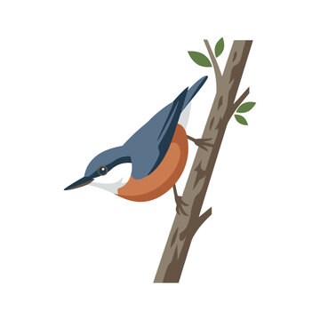 A flat vector illustration of a nuthatch bird on a branch