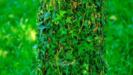 Close view of a thick forest tree trunk entirely covered by vibrant green creeping ivy leaves © Buğra Kaan Ersoy