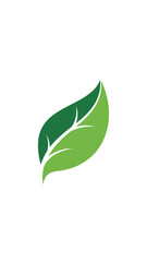 Fototapeta premium Green leaf illustration with veins.