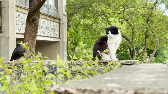 An alert black and white cat sits on a concrete ledge and eyes a nearby pigeon curiously. The scene unfolds near an apartment building with lush green trees. The mood feels tense and full of anticipat