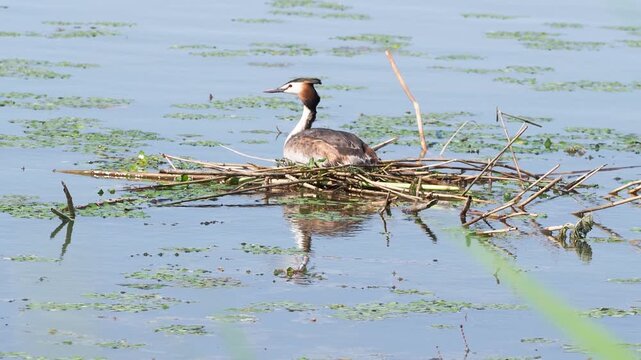 Great crested grebe female (Podiceps cristatus) incubating eggs on a floating nest