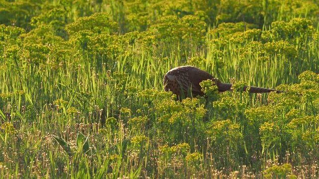 The common pheasant (Phasianus colchicus) searching for seeds and insects on a meadow