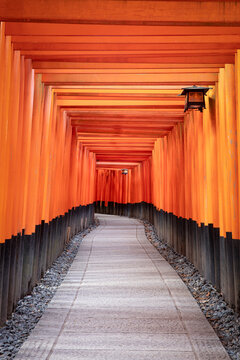 Japanese shrine with red torii gates in Kyoto, Japan