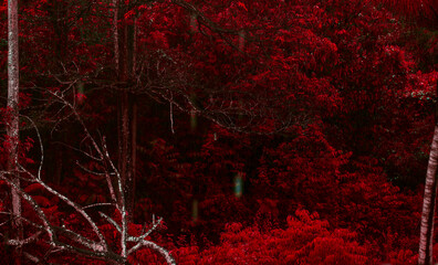 Surreal dense forest with crimson red leaves and bare branches concept background © tabahzaman