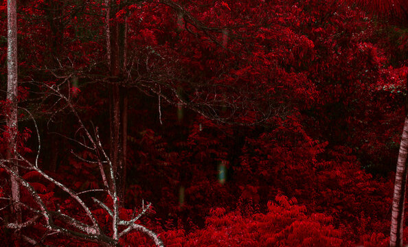 Surreal dense forest with crimson red leaves and bare branches concept background