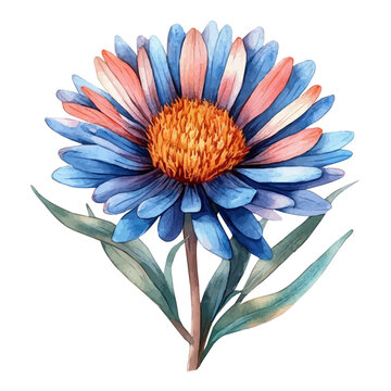 Aster Flower, lively watercolor vector drawing with intricate brush, isolated on a white background.