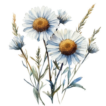 Erigeron Flower, whimsical watercolor vector illustration with vibrant highlights and delicate strokes, isolated on a white background.