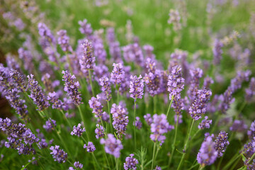 Obraz premium Lavender flowers grow in a garden during a sunny day in summer