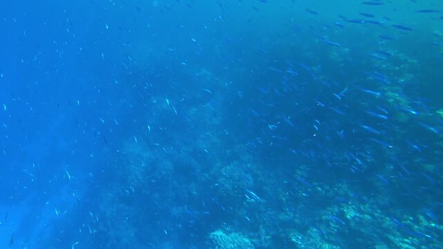 school of fish swims in the blue sea