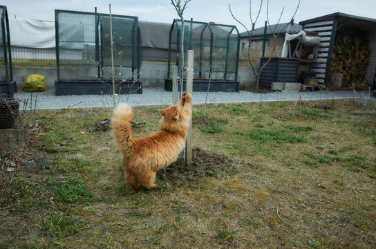 Cat stretching on a post in a backyard with garden features in early spring