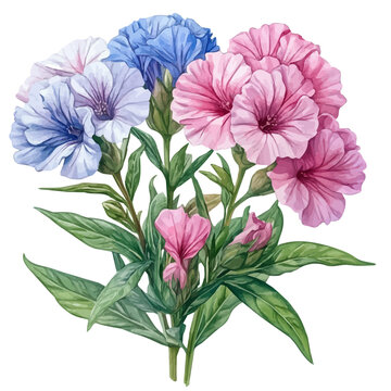 Matthiola Flower, lively watercolor vector drawing with intricate brush, isolated on a white background.