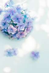 Fototapeta premium Soft blue hydrangea flowers with copy space, dreamy summer floral background