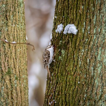 Eurasian Treecreeper (Certhia familiaris) in winter.