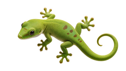 Fototapeta premium Isolated green gecko with textured skin and spotted patterns, a common reptile species