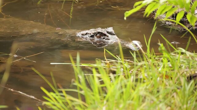 Alligator lurking in murky water near grassy bank, stealthy predator camouflaged