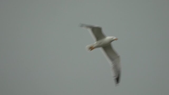 Seagull flying sky, single wild bird gliding through gray clouds during overcast day in nature environment