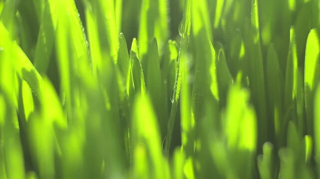 Close-up of bright green grass blades. Sunlight glows through fresh, vibrant grass. Dewdrops glisten on leaf tips. Natural morning light highlights grass texture