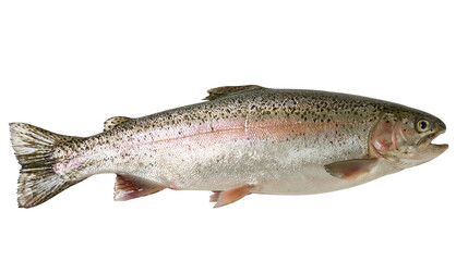 Obraz premium Whole fresh rainbow trout with pink stripe, isolated on transparent background