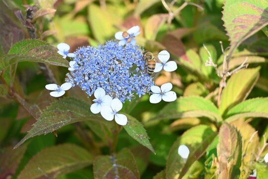 Close-up of a bee on beautiful blooming blue lacecap hydrangea