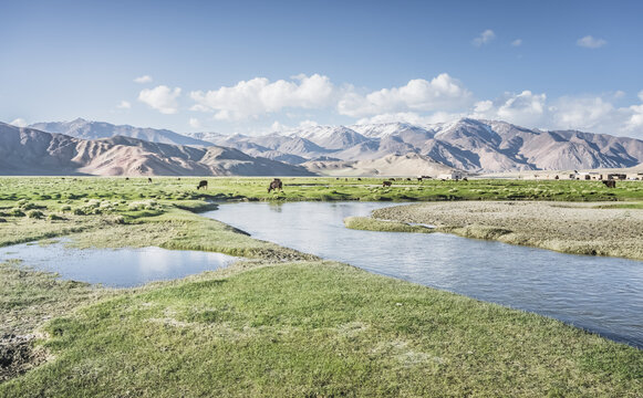 Livestock grazing in a grassy mountain valley at sunset, set against a snow-capped mountain range with glaciers; cows in a pasture in the Pamir Mountains