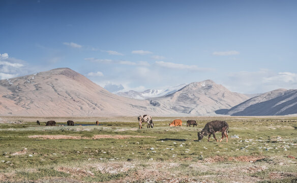 Livestock grazing in a grassy mountain valley at sunset, set against a snow-capped mountain range with glaciers; cows in a pasture in the Pamir Mountains