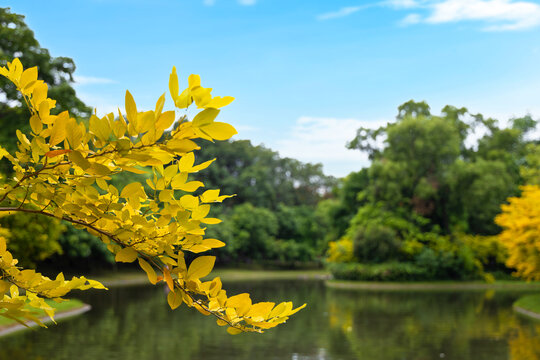 Bright yellow tree leaves framing a peaceful pond inside a scenic park