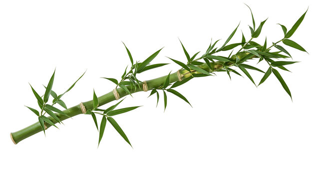 Green bamboo stalk with delicate leaves, isolated on transparent background