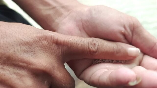 Close-up of Man Crushing and Preparing Chewing Tobacco in Hand