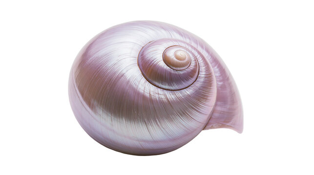 Iridescent purple spiral seashell with pearlescent sheen, isolated on transparent background